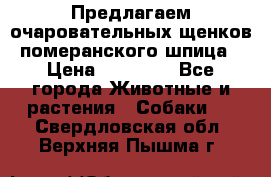 Предлагаем очаровательных щенков померанского шпица › Цена ­ 15 000 - Все города Животные и растения » Собаки   . Свердловская обл.,Верхняя Пышма г.